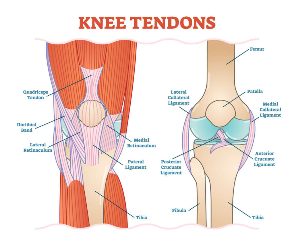 Knee tendons
