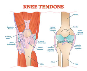 Knee tendons